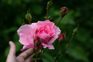 Bud of a pink garden rose in full bloom. Caring for plants and flowers