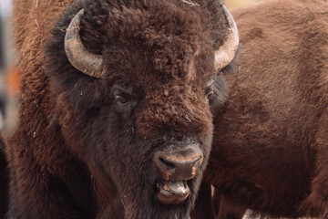 bison portrait