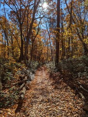 path in autumn forest