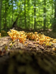 small mushrooms in the forest