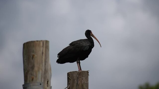 bare-faced ibis (Phimosus infuscatus) on a pole