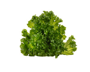 Fototapeta premium Salad leaves Bio lettuce isolated on white background.