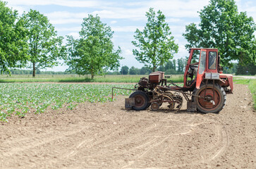 Obraz premium A tractor driver cultivates a new cabbage field with a tractor.