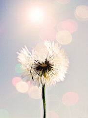 Dandelion in the sun