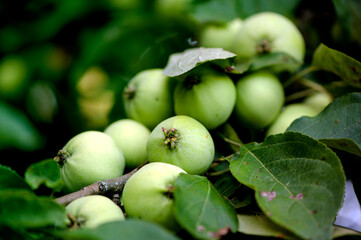 Green apples on a branch. Young apples in the garden