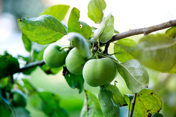 Green apples on a branch. Young apples in the garden