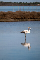 flamingos in the lake