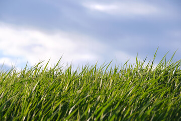 Fototapeta premium Closeup of green grass with long blades growing on lawn in summer