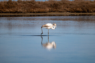 flamingo in the water