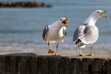 seagull on the pier