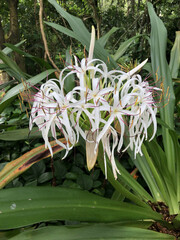 Obraz premium Hawaiian Flora