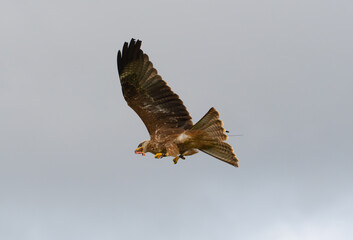 RedKite Having Its Meal