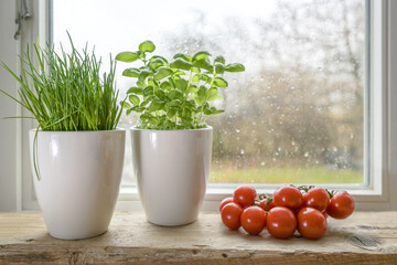 Fresh herbs, chives and basil in white plant pots and tomatoes at the kitchen window on a rainy day, selected focus - obrazy, fototapety, plakaty