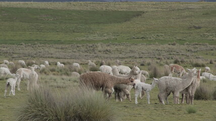 llamas en el prado
