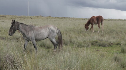 caballo juan