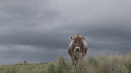 vaca en el campo mirando hacia la lente
