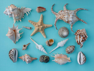 seashells, seashells on the background, background, place for text