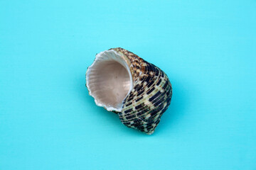 seashells, seashells on the background, background, place for text