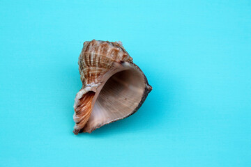 seashells, seashells on the background, background, place for text