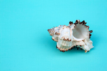 Obraz na płótnie Canvas seashells, seashells on the background, background, place for text