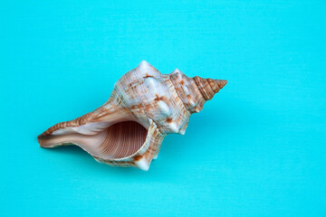 seashells, seashells on the background, background, place for text