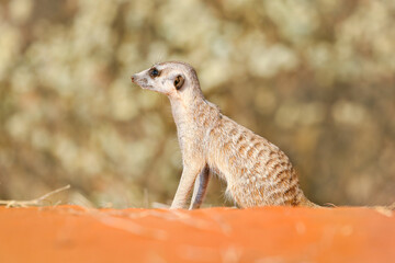 Meerkat in the Kalahari Desert, Namibia.