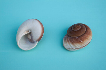 seashells, seashells on the background, background, place for text