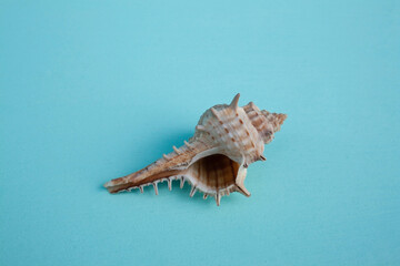 seashells, seashells on the background, background, place for text
