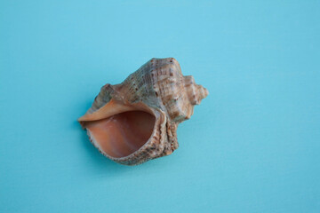 seashells, seashells on the background, background, place for text