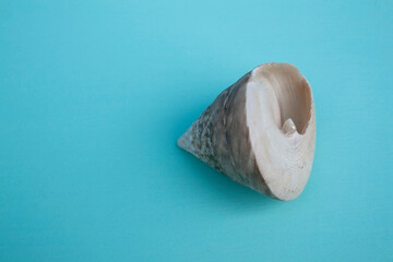 seashells, seashells on the background, background, place for text