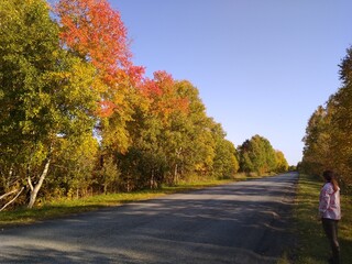 Obraz premium an asphalt road in an autumn forest with a blue sky. High quality photo