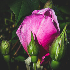 rose buds