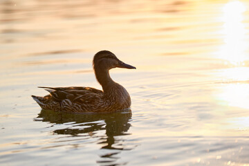 Wild duck family of mother bird and her chicks swimming on lake water at bright sunset. Birdwatching concept