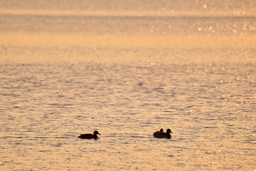 Wild ducks swimming on lake water at bright sunset. Birdwatching concept