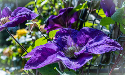 clematis in purple