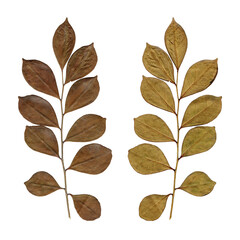 True myrtle dry leaf (Myrtus communis) front and back on white background