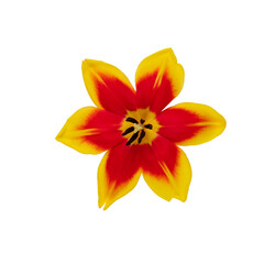 Red tulip flower head isolated on white background.