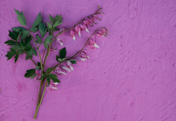 pink flower, spring flower, field flower, garden flower, letter, place for text, frame, background