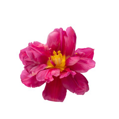 Tulip flower head isolated on white background.