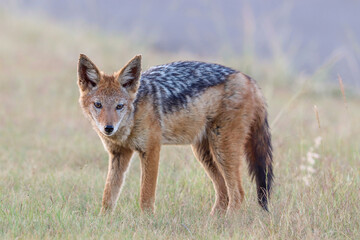Black-backed Jackal, Kruger National Park