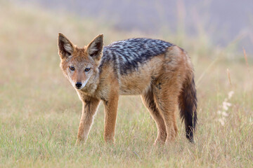 Black-backed Jackal, Kruger National Park