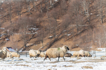 Naklejka premium Free range sheeps with shepherd, highly social animals they always like to be around other sheep they are familiar with and find isolation from their flock stressful