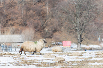 Naklejka premium Sheep farming free range or sheep husbandry is the raising and breeding of domestic sheep. Sheep are raised principally for their meat lamb and mutton, milk and wool