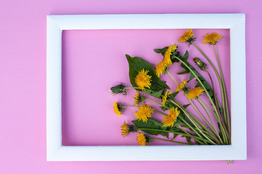 dandelion yellow flower, spring flower, field flower, garden flower, letter, place for text, frame, background