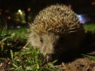 Naklejka premium hedgehog in the grass