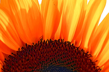 aspects of a sunflower