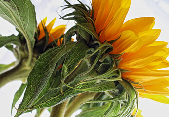 aspects of a sunflower