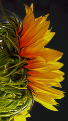 aspects of a sunflower