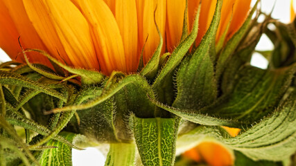 aspects of a sunflower