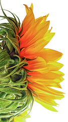 aspects of a sunflower